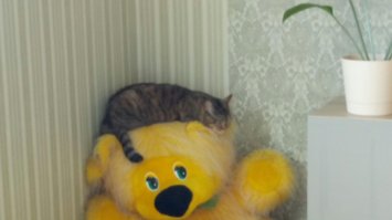 Были в гостях у друзей, заснял их кошару.