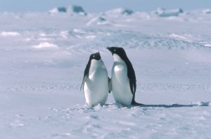 Лет тебе наивный пингвин сколько