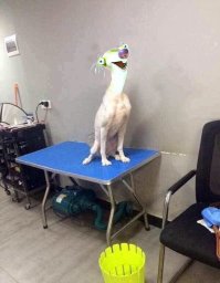 Похоже на фотожоп.