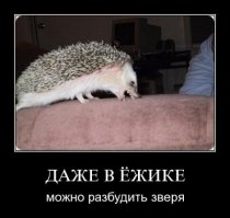 Милые ёжики могут быть очень жестокими