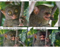 Милые ёжики могут быть очень жестокими