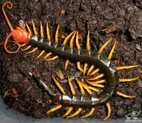 А у нас в Крыму водятся вот такие твари:







10 - 15 см.