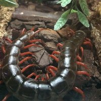 А у нас в Крыму водятся вот такие твари:







10 - 15 см.