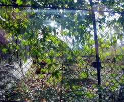 Банановая маракуйя, говорят местные, растет как сорняк, оплетая заборы. (как я поняла, в Португалии)