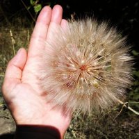 Это козлобородник. Причем, вполне обычного размера.