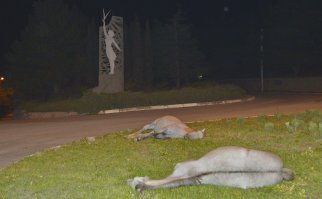 У нас в Алупке частенько прям городской клумбе приходят спать лошади..Выхожу в три часа ночи ,а они дрыхнут...Чё ,говорю, кобылы на курорте чтоле..? Глядь а они действительно ,обе кобылы и действительно на курорте.... Старшая вот даже пыталась что рассказать , но не смогла  найти слов... На самом деле ,это лошади с Воронцовского Дворца в Алупке ,где на них катают всех желающих. Пасутся они недалеко от Парка на заброшенном винограднике и частенько ночами блуждают по городу.Однажды ночью такая вышла из тьмы кустарника навстречу ...и тогда я понял почему англичане называют кошмары Nigntmare..