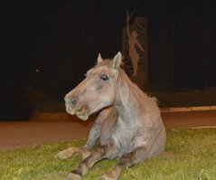 У нас в Алупке частенько прям городской клумбе приходят спать лошади..Выхожу в три часа ночи ,а они дрыхнут...Чё ,говорю, кобылы на курорте чтоле..? Глядь а они действительно ,обе кобылы и действительно на курорте.... Старшая вот даже пыталась что рассказать , но не смогла  найти слов... На самом деле ,это лошади с Воронцовского Дворца в Алупке ,где на них катают всех желающих. Пасутся они недалеко от Парка на заброшенном винограднике и частенько ночами блуждают по городу.Однажды ночью такая вышла из тьмы кустарника навстречу ...и тогда я понял почему англичане называют кошмары Nigntmare..