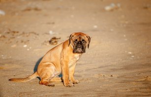 Как же я люблю собак!...