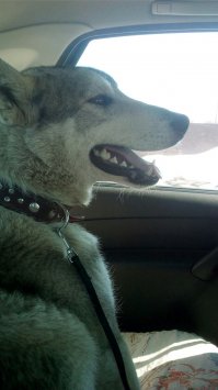 Мой волчара))