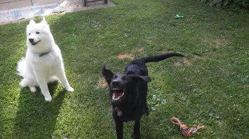 Во! Они-то хоть дружат, а мои: