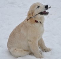 Спасибо, что помогли новичку со статистикой (теперь могу фотки демонстрировать)
В посте щенки на занятиях, теперь и мы можем показаться.
Это Берни мой пёс, а я его человек.
Цобак немного подрос и проявил некоторые способности.
Работа с нашей подопечной Дашей.
И работа команды !
видео пока не могу вставлять (если есть желание и возможность покажите его людям)
надеюсь этой просьбой я не нарушил правила.