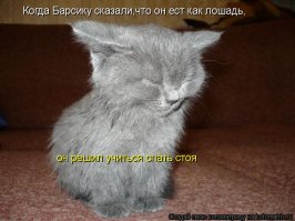 Как спят лошади