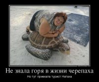 К счастью, это не черепаха, а скульптура черепахи. Морской.