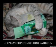 Эти кошки явно переборщили с кошачьей мятой!