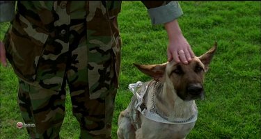 Как выглядит побритый наголо хаски