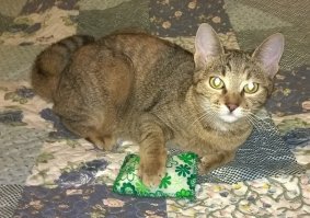 Мы нашим тоже покупали в зоомагазинах кошачью мяту, зашитую в мешочек - они её обслюнявливали до жути, но из лап не выпускали. Когда он был уже настолько мокрым, что хоть выжимай, я выбрасывала и покупали новый. 

Потом как-то я кинула им просто пакетик с мятным чаем - восторг был тот-же, но вся квартира была им усыпана, потому что эти хвостатые жопы ровно через минуту разодрали этот пакет и понесли на лапах "мятную радость" по всему дому. Тогда я стала класть в мешочек несколько пакетиков с мятным чаем и давать им играть - коты довольны, обслюнявленный мешочек можно постирать, чай сменить. Вот такой круговорот мяты для наших хвостов.