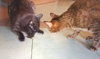 Мы нашим тоже покупали в зоомагазинах кошачью мяту, зашитую в мешочек - они её обслюнявливали до жути, но из лап не выпускали. Когда он был уже настолько мокрым, что хоть выжимай, я выбрасывала и покупали новый. 

Потом как-то я кинула им просто пакетик с мятным чаем - восторг был тот-же, но вся квартира была им усыпана, потому что эти хвостатые жопы ровно через минуту разодрали этот пакет и понесли на лапах "мятную радость" по всему дому. Тогда я стала класть в мешочек несколько пакетиков с мятным чаем и давать им играть - коты довольны, обслюнявленный мешочек можно постирать, чай сменить. Вот такой круговорот мяты для наших хвостов.