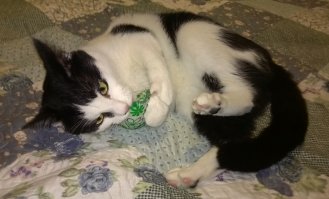 Мы нашим тоже покупали в зоомагазинах кошачью мяту, зашитую в мешочек - они её обслюнявливали до жути, но из лап не выпускали. Когда он был уже настолько мокрым, что хоть выжимай, я выбрасывала и покупали новый. 

Потом как-то я кинула им просто пакетик с мятным чаем - восторг был тот-же, но вся квартира была им усыпана, потому что эти хвостатые жопы ровно через минуту разодрали этот пакет и понесли на лапах "мятную радость" по всему дому. Тогда я стала класть в мешочек несколько пакетиков с мятным чаем и давать им играть - коты довольны, обслюнявленный мешочек можно постирать, чай сменить. Вот такой круговорот мяты для наших хвостов.