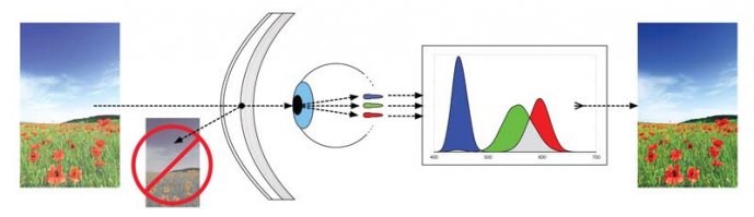 Как работают очки для дальтоников EnChroma

 
  Основа разработки американских ученых - это специальное многослойное покрытие, наносимое на стекло. Это покрытие - необычный фильтр. Он отрезает часть светового спектра, попадающего в глаза. Вместе с тем фильтр пропускает основные базовые цвета и тем самым как бы усиливает контраст между ними. А цвета, которые вызывают конфликт для человека с нарушением цветовосприятия, фильтр через себя не пропускает, таким образом облегчая задачу распознавания.	 
 Как они работают	 
Ученые построили математическую модель человеческой системы зрения, затем смоделировали нарушение цветового восприятия,  далее устанавливали в расчете перед системой различные фильтры и расчитывали результат. Была написана программа для расчета фильтра в зависимости от того, какую картину хочется получить на сетчатке глаза. Только такой компьютерный расчет позволил изобрести столь необычное покрытие.	 
 	 
Очки работают только при естественном освещении или приближенном к нему. Для них необходим источник света полного спектра. Они предназначены для ношения на улице и являются солнцезащитными. Очки не работают при распознавании картинки с электронных экранов.