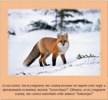 Интересные факты