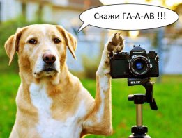 Пёс следовал за фотографом Google карт и попал в каждый кадр