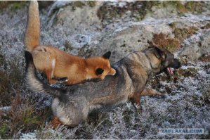 Бешеные животные вообще без тормозов, на собак даже нападают в деревне.