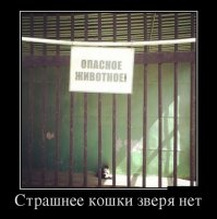 Храбрая домашняя кошка бросила вызов львице