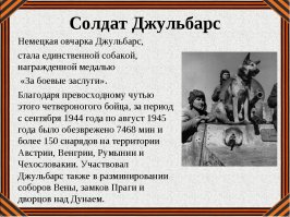 В конце войны Джульбарс был ранен и не смог самостоятельно участвовать в Параде Победы в Москве. Генерал-майор Григорий Медведев доложил об этом командовавшему парадом маршалу Константину Рокоссовскому, который поставил в известность Иосифа Сталина. Сталин приказал нести этого пса по Красной площади на своём кителе.