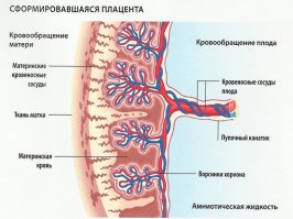 Врачи выдвинули предположение, что оболочки в матке терлись друг о друга и произошел разрыв, что привело к тому, что кровь ребенка перешла к матери.

Источник:  © Fishki.net
Это не врачи, это сантехники какие-то мимо проходили с такими теориями.
При чём тут какие-то оболочки, если кровоснабжение плода проходит через пуповину в которой несколько сосудов - пупочная вена и пупочные артерии? Разве что в месте прикрепления пуповины к плаценте какой-то разрыв произошёл, но всё равно звучит как-то бредово, особенно про нулевой гемоглобин. Потому что именно гемоглобин несёт кислород в мозг, а если нет гемоглобина нет и кислорода, а значит гипоксия и необратимые повреждения мозга.
 Врачи сообщили, что у ребенка нет крови, только разжиженная плазма в венах.

Источник:  © Fishki.net К тому же плазма крови сама собой отфильтроваться в организме от эритроцитов не может. Такое только специальные центрифуги делают.