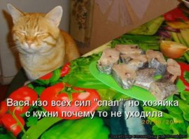  Колыбельная для котика: музыкант убаюкал своего пушистого питомца игрой на пианино