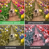 Страдающий дальтонизмом мужчина не смог сдержать слез, впервые увидев мир в цвете