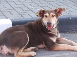 Вот , что бы не было так мрачно.
У нас в деревне есть бензоколонка. Заправщиками работают узбеки. К ним прибилась собачка. Они её Каштанкой назвали. Хозяин колонки был против бродячей собаки на территории. Так эти узбеки умудрились договориться с кем-то и собаку отвезли в ветеринарную клинику. Там сделали все необходимые прививки, стерилизовали и надели на неё специальный ошейник с информацией и серьга в ухо с тем же. 
Теперь собака живет на бензоколонке на законных основаниях.