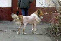 Как выглядит побритый наголо хаски