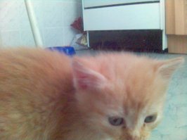 Хотели кота завести, спрашивали у знакомых, может кто подарит, у кого кошка есть. Одна девчонка принесла, около месяца ему было, хотя, как позже узнал, после 2-х месяцев лучше от мамки их забирать. На ладони помещался, первое время ползал пищал, всё норовил куда-нибудь заныкаться.
Сейчас, 9 лет прошло, здоровая наглая рыжая морда.             ;)