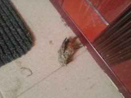 Кошка играет с ящерицей