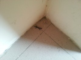 моя так каждый день тягает ящериц к двери,а сегодня ваще воробья приволокла...