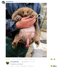 Подборка прикольных картинок из паутины