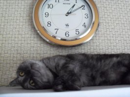 Эти кошки явно переборщили с кошачьей мятой!