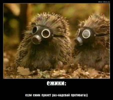 Милые ёжики могут быть очень жестокими
