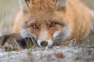 медведей я не встречал, хотя они у нас бывают (я живу на границе с Белоруссией и страной 404)
но лисенок к нам однажды сам подошел!
ну жена пошла в машину спать, я с дочкой сижу ловим рыбу...
тут вижу рыжую плутовку, осторожно ногой толкнул дочу и сказал, чтоб осторожно взяла кусок шашлыка (побольше) и кинула плутовке
Где? Где? (спрашивает ребенок) осторожно рукой показываю - вон смотри на эти наглые уши, что торчат за дорогой, возьми мясо и кинь ей, но осторожно, а то убежит "кума"