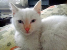 А я свою у магазина нашел, типа сходил за пивом...;)