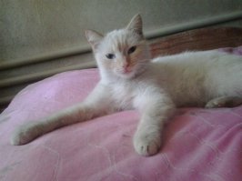 А я свою у магазина нашел, типа сходил за пивом...;)