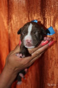 2 дня, 3 месяца, 8 месяцев