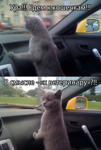 Женщина спасла котёнка из-под колёс автомобиля