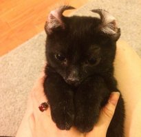 У нас это называлось "сделать фрицыка"