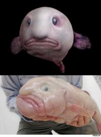 А потом возле той же Австралии поймали рыбу с лицом... с очень грустным лицом.
Рыба-капля