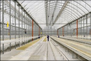 Кстати, сейчас процесс пошёл вспять ). В России массово строят теплицы. Вот у нас в Солуно-Дмитриевском строят комплекс с огромными теплицами, на мой взгляд, метров 10 в пике каждая
Их там будет 30 гектаров.