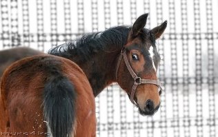 Лошадь пожалела наездницу и помогла ей на себя забраться