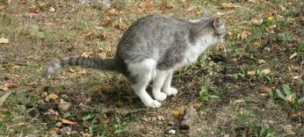 кот-предсказатель.