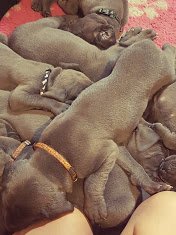 Мой пока не вырос. Он, вообще, еще очень маленький и пока со своей мамой. У него даже нет имени, только партийная кличка "товарищ оранжевый". Но его мама просто не влезает в кадр...